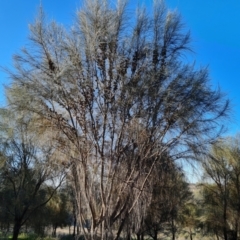 Allocasuarina verticillata (Drooping Sheoak) at Isaacs, ACT - 7 Sep 2021 by Mike