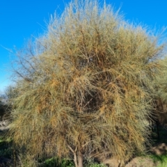 Allocasuarina verticillata at Isaacs, ACT - 7 Sep 2021