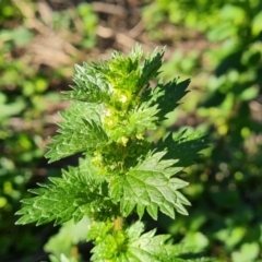 Urtica urens (Small Nettle) at Isaacs, ACT - 7 Sep 2021 by Mike