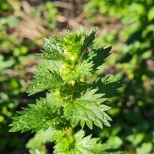 Urtica urens at Isaacs, ACT - 7 Sep 2021 03:58 PM