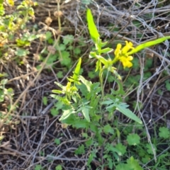 Sisymbrium irio (London Rocket) at Isaacs, ACT - 7 Sep 2021 by Mike