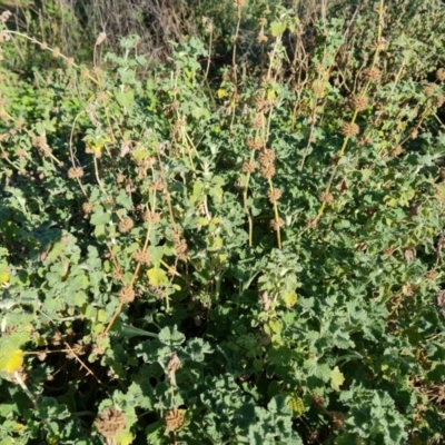 Marrubium vulgare (Horehound) at Isaacs Ridge - 7 Sep 2021 by Mike