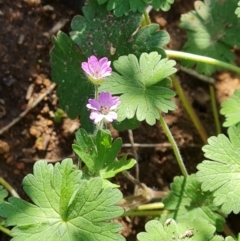 Geranium molle subsp. molle (Cranesbill Geranium) at Isaacs, ACT - 7 Sep 2021 by Mike