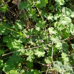 Geranium molle subsp. molle at Isaacs, ACT - 7 Sep 2021