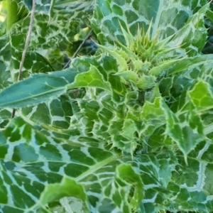 Silybum marianum at Isaacs, ACT - 7 Sep 2021 03:45 PM