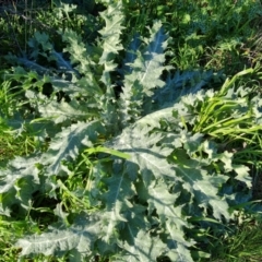 Onopordum acanthium (Scotch Thistle) at Isaacs Ridge - 7 Sep 2021 by Mike