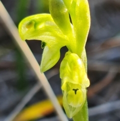 Hymenochilus cycnocephalus (Swan greenhood) at Kambah, ACT - 7 Sep 2021 by RobG1