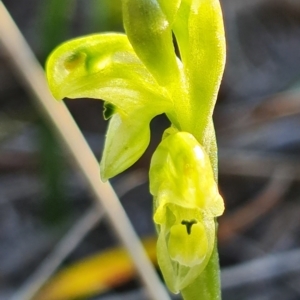 Hymenochilus cycnocephalus at Kambah, ACT - 7 Sep 2021