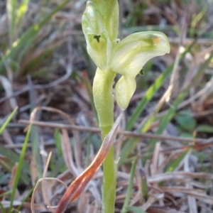 Hymenochilus cycnocephalus at Kambah, ACT - 7 Sep 2021