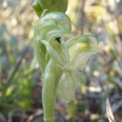 Hymenochilus cycnocephalus at Kambah, ACT - 7 Sep 2021