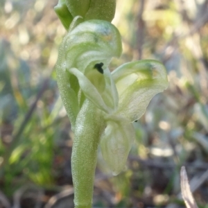 Hymenochilus cycnocephalus at Kambah, ACT - 7 Sep 2021