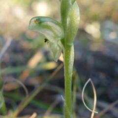 Hymenochilus cycnocephalus at Kambah, ACT - 7 Sep 2021