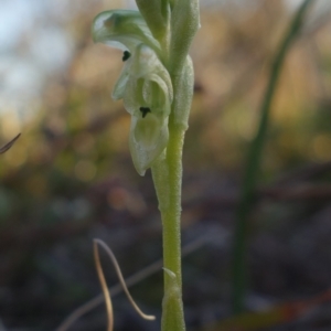 Hymenochilus cycnocephalus at Kambah, ACT - 7 Sep 2021