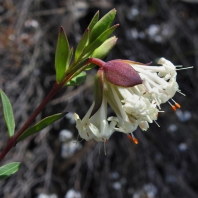 Pimelea linifolia subsp. linifolia (Queen of the Bush, Slender Rice-flower) at Chisholm, ACT - 7 Sep 2021 by JohnBundock