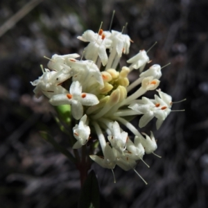 Pimelea linifolia subsp. linifolia at Chisholm, ACT - 7 Sep 2021