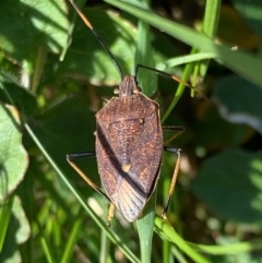 Poecilometis strigatus (Gum Tree Shield Bug) at Murrumbateman, NSW - 7 Sep 2021 by SimoneC