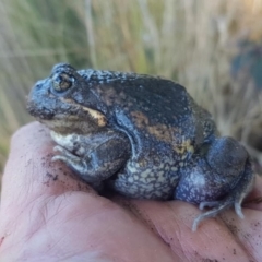 Limnodynastes dumerilii (Eastern Banjo Frog) at Gordon, ACT - 7 Sep 2021 by Roman