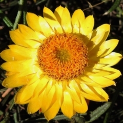 Xerochrysum viscosum (Sticky Everlasting) at Chisholm, ACT - 7 Sep 2021 by JohnBundock