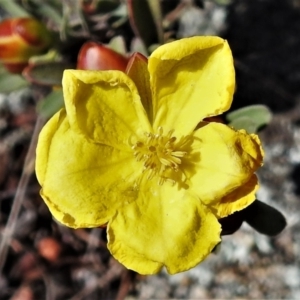 Hibbertia obtusifolia at Chisholm, ACT - 7 Sep 2021 11:10 AM