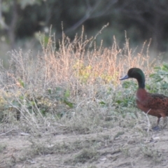 Anas castanea (Chestnut Teal) at Binya State Forest - 31 Jul 2020 by Liam.m