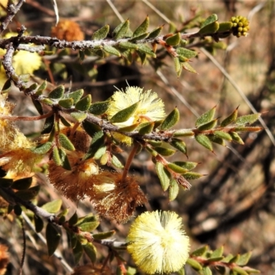 Acacia gunnii (Ploughshare Wattle) at Tralee, ACT - 7 Sep 2021 by JohnBundock