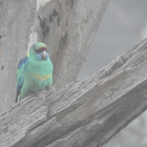 Barnardius zonarius at Wyalong, NSW - 1 Aug 2020