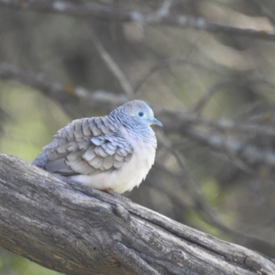 Geopelia placida (Peaceful Dove) at Yenda, NSW - 31 Jul 2020 by Liam.m