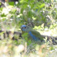 Neophema pulchella (Turquoise Parrot) at Binya, NSW - 31 Jul 2020 by Liam.m