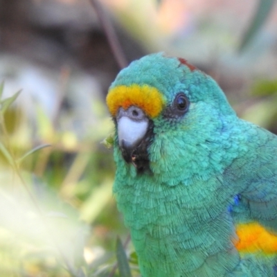 Psephotellus varius (Mulga Parrot) at Yenda, NSW - 31 Jul 2020 by Liam.m