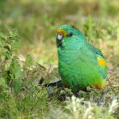 Psephotellus varius at Yenda, NSW - 31 Jul 2020