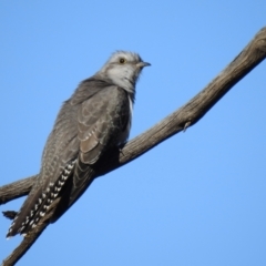 Cacomantis pallidus (Pallid Cuckoo) at Binya, NSW - 31 Jul 2020 by Liam.m
