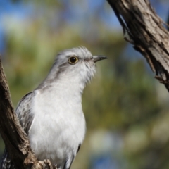 Cacomantis pallidus at Binya, NSW - 31 Jul 2020