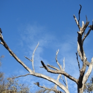 Calyptorhynchus lathami at Moorong, NSW - 6 Jun 2020