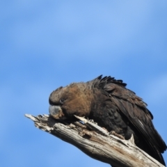 Calyptorhynchus lathami at Moorong, NSW - 6 Jun 2020