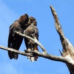 Calyptorhynchus lathami lathami at Moorong, NSW - 6 Jun 2020