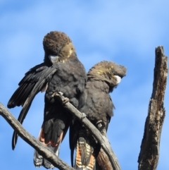 Calyptorhynchus lathami lathami at Moorong, NSW - 6 Jun 2020