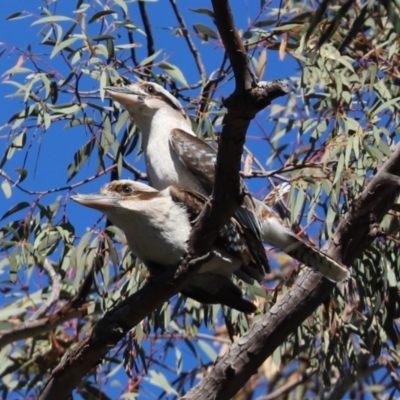 Dacelo novaeguineae (Laughing Kookaburra) at Cook, ACT - 5 Sep 2021 by Tammy