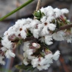 Leucopogon attenuatus (Small-leaved Beard Heath) at Chisholm, ACT - 7 Sep 2021 by JohnBundock