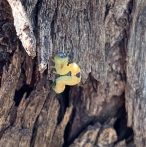 Geometridae (family) IMMATURE at Murrumbateman, NSW - 7 Sep 2021