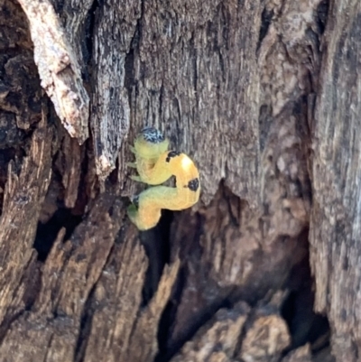 Geometridae (family) IMMATURE (Unidentified IMMATURE Geometer moths) at Murrumbateman, NSW - 7 Sep 2021 by SimoneC