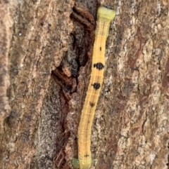 Geometridae (family) IMMATURE at Murrumbateman, NSW - 7 Sep 2021