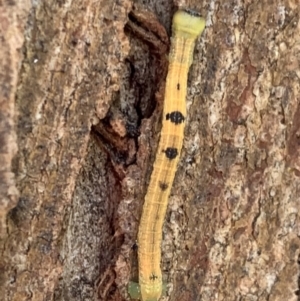 Geometridae (family) IMMATURE at Murrumbateman, NSW - 7 Sep 2021