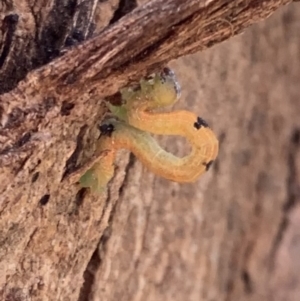 Geometridae (family) IMMATURE at Murrumbateman, NSW - 7 Sep 2021