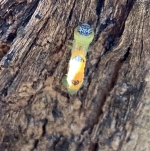 Geometridae (family) IMMATURE at Murrumbateman, NSW - 7 Sep 2021