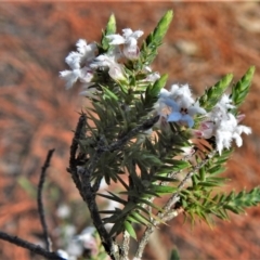 Leucopogon attenuatus (Small-leaved Beard Heath) at Chisholm, ACT - 7 Sep 2021 by JohnBundock