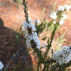 Styphelia attenuata at Chisholm, ACT - 7 Sep 2021