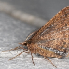 Rhinodia rostraria at Melba, ACT - 2 Sep 2021 09:43 PM