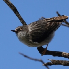 Daphoenositta chrysoptera (Varied Sittella) at Mount Ainslie - 7 Sep 2021 by jb2602