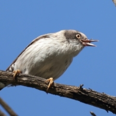 Daphoenositta chrysoptera at Majura, ACT - 7 Sep 2021