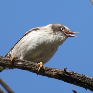 Daphoenositta chrysoptera at Majura, ACT - 7 Sep 2021